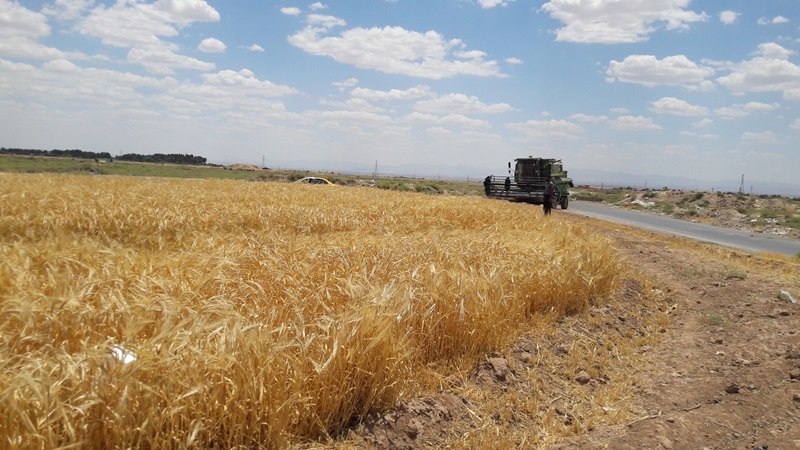 آغاز برداشت و نظارت خوشههای طلایی غلات در نیشابور