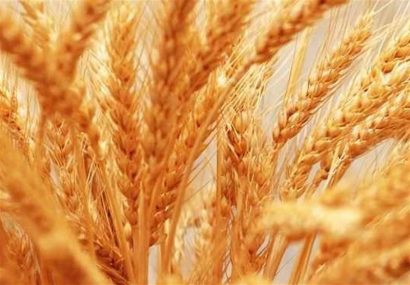 تولید ۱۲ هزار تن گندم در سبزوار￼