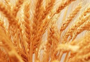 افزایش تولید گندم در جوین￼