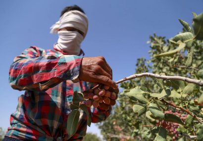 هشدار پلیس رشتخوار در خصوص پیشگیری از سرقت باغات پسته در رشتخوار
