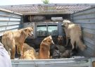 جمع‌آوری ۲۰۰ قلاده سگ با هزینه ۲۰ میلیون تومانی در رشتخوار￼