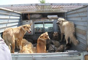 جمع‌آوری ۲۰۰ قلاده سگ با هزینه ۲۰ میلیون تومانی در رشتخوار￼