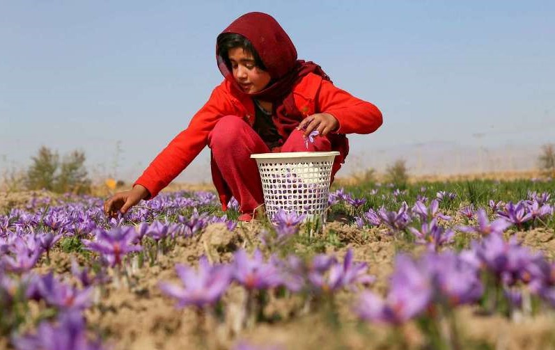 تولید سالانه ۳۶ تن زعفران در تربتحیدریه