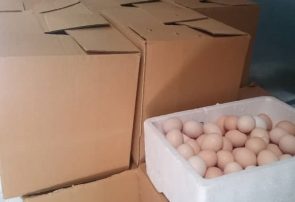 جلوگیری از عرضه بیش از ۲۰۰ کیلوگرم تخم مرغ نطفه دار در کاشمر
