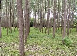 در سال گذشته بیش از ۳۳۰ هکتار زراعت چوب در خراسان رضوی اجرا شد￼