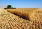 امسال تولید گندم  نسبت به سال گذشته ۱۰ برابر شهرستان افزایش پیداکرده است