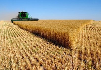 امسال تولید گندم  نسبت به سال گذشته ۱۰ برابر شهرستان افزایش پیداکرده است