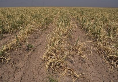 خسارت بیش از ۹ هزار میلیارد تومانی خشک‌سالی و سیل به کشاورزی خراسان رضوی￼