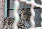 تشکیل کمیته تخصصی برای بهبود ارس پلنگ باغ وحش وکیل آباد