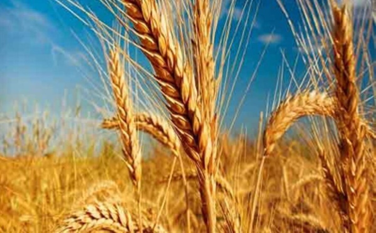تحقق ۵۰ درصدی کشت قراردادی گندم در خراسان رضوی