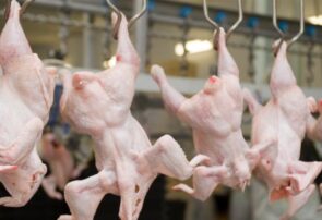 ۱۷ هزار تن گوشت مرغ در خراسان رضوی تولید شد