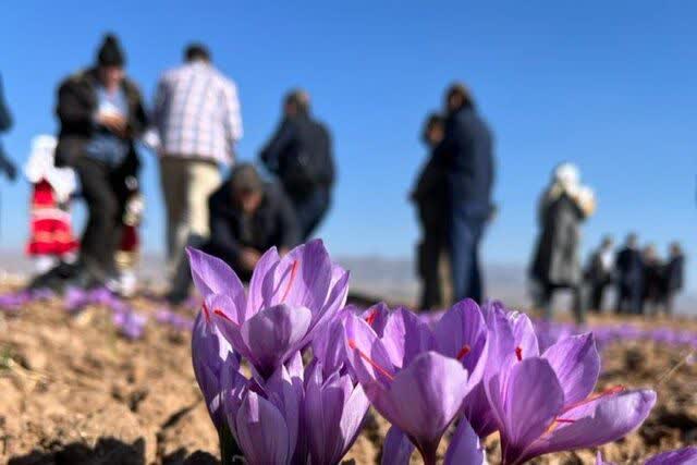 تورهای گردشگری زعفران تربت حیدریه خراسان رضوی برگزار شد