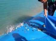 توزیع ۱۹ هزار قطعه بچه ماهی گرم آبی از ابتدای سالی جاری در کاشمر