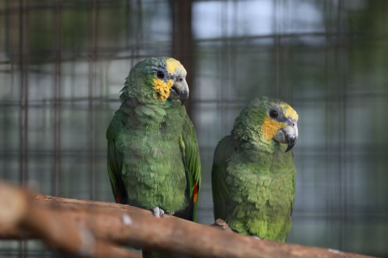 افتتاح بزرگترین باغ پرندگان شرق کشور در مشهد