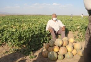 برداشت ۱۲ هزارتن طالبی از مزارع شهرستان کاشمر