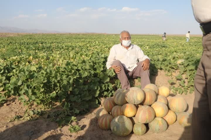 برداشت ۱۲ هزارتن طالبی از مزارع شهرستان کاشمر