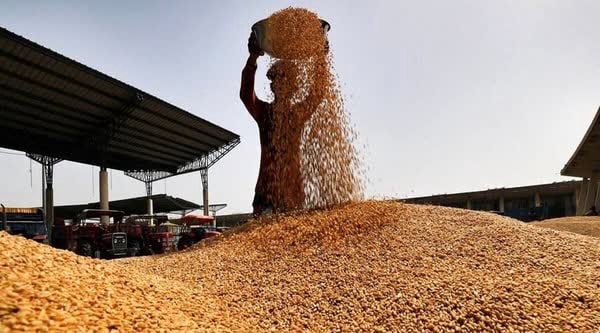 رشد ۱۰۰درصدی خرید تضمینی گندم در نیشابور