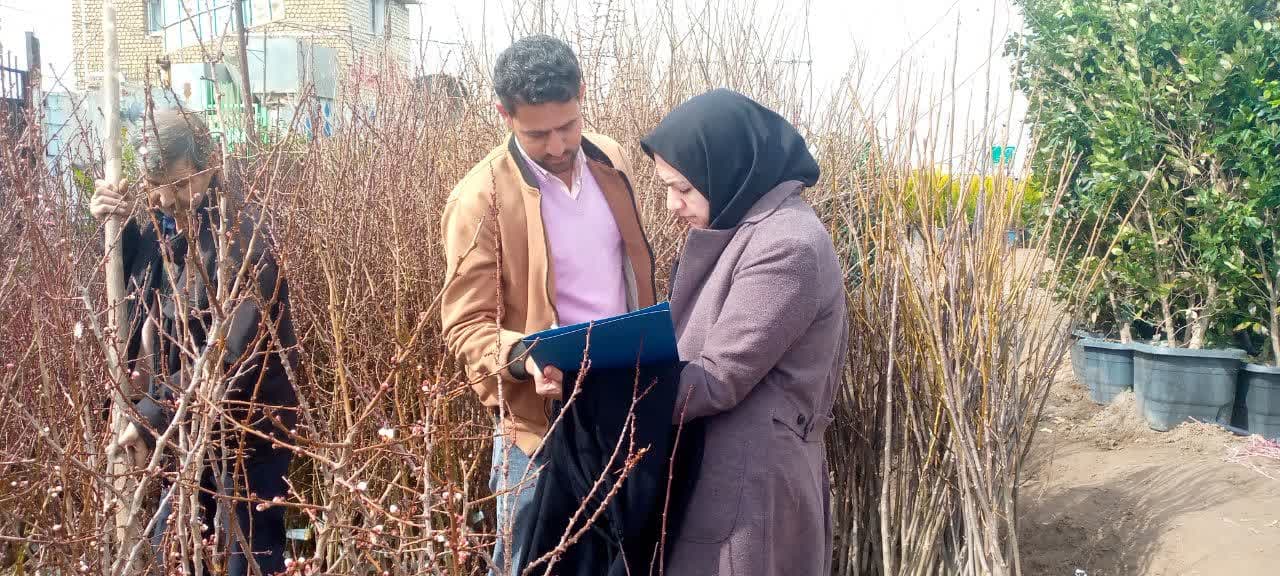 ورود،خروج و هرگونه جابه جایی و توزیع نهال فاقد گواهی بهداشتی درشهرستان کاشمر ممنوع است