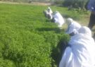 برای نخستین بار کاشت گیاه دارویی نعناع در رشتخوار خراسان رضوی آغاز شد