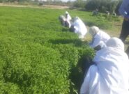 برای نخستین بار کاشت گیاه دارویی نعناع در رشتخوار خراسان رضوی آغاز شد