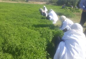 برای نخستین بار کاشت گیاه دارویی نعناع در رشتخوار خراسان رضوی آغاز شد