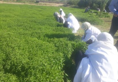 برای نخستین بار کاشت گیاه دارویی نعناع در رشتخوار خراسان رضوی آغاز شد