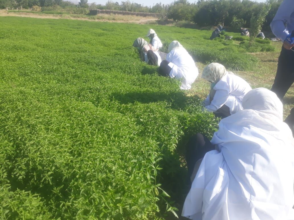 برای نخستین بار کاشت گیاه دارویی نعناع در رشتخوار خراسان رضوی آغاز شد