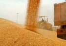 خرید تضمینی گندم در خراسان رضوی از مناطق جنوبی استان آغاز شد
