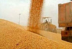 خرید تضمینی گندم در خراسان رضوی از مناطق جنوبی استان آغاز شد