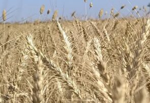 آغاز برداشت جو از ۳۳۰۰ هکتار مزارع شهرستان خواف