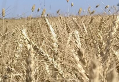 آغاز برداشت جو از ۳۳۰۰ هکتار مزارع شهرستان خواف