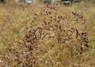 بردسکن قطب تولید محصول زیره سیاه در خراسان رضوی