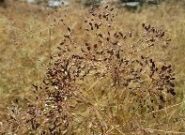 بردسکن قطب تولید محصول زیره سیاه در خراسان رضوی