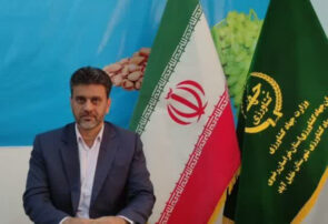 آغاز برداشت انگور یاقوتی از تاکستان‌های خلیل‌آباد