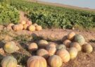 تولید حدود ۲۰ هزار تن طالبی در شهرستان کاشمر