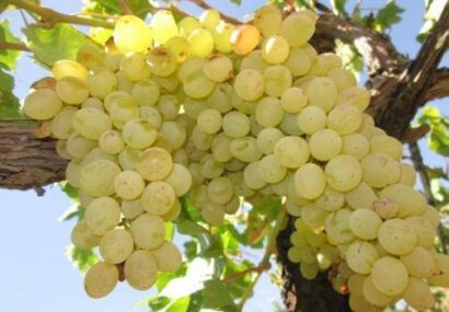 آغاز برداشت ۵۱ هزار تن انگور از ۳۴۰۰ هکتار باغات کاشمر