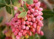 برداشت ۶ هزار و ۵۰۰ تن پسته خشک از ۱۴ هزار هکتار باغات بردسکن