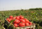 برداشت ۶۸ هزار تن گوجه فرنگی از مزارع گلبهار