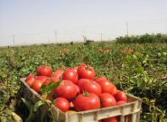 برداشت ۶۸ هزار تن گوجه فرنگی از مزارع گلبهار