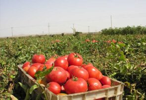 برداشت ۶۸ هزار تن گوجه فرنگی از مزارع گلبهار