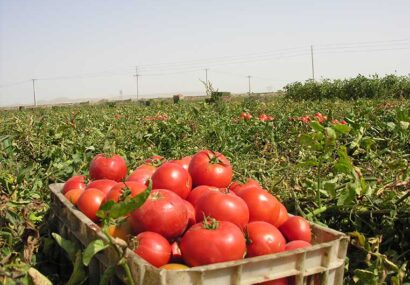 برداشت ۶۸ هزار تن گوجه فرنگی از مزارع گلبهار