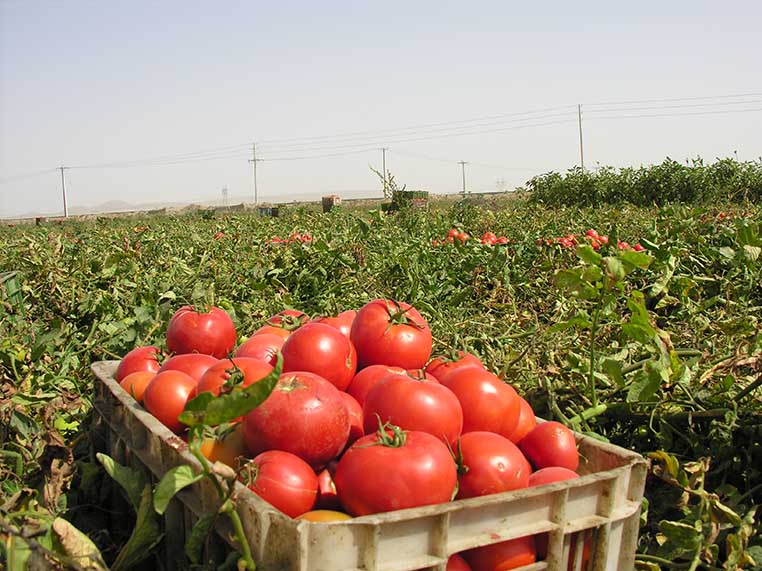 برداشت ۶۸ هزار تن گوجه فرنگی از مزارع گلبهار