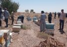 پیش بینی تولید ۳۵ تن عسل در زنبورستان های شهرستان کاشمر