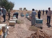 پیش بینی تولید ۳۵ تن عسل در زنبورستان های شهرستان کاشمر