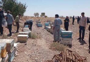 پیش بینی تولید ۳۵ تن عسل در زنبورستان های شهرستان کاشمر