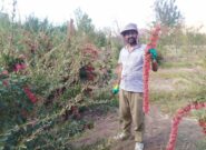 ️آغاز برداشت زرشک در کوهسرخ