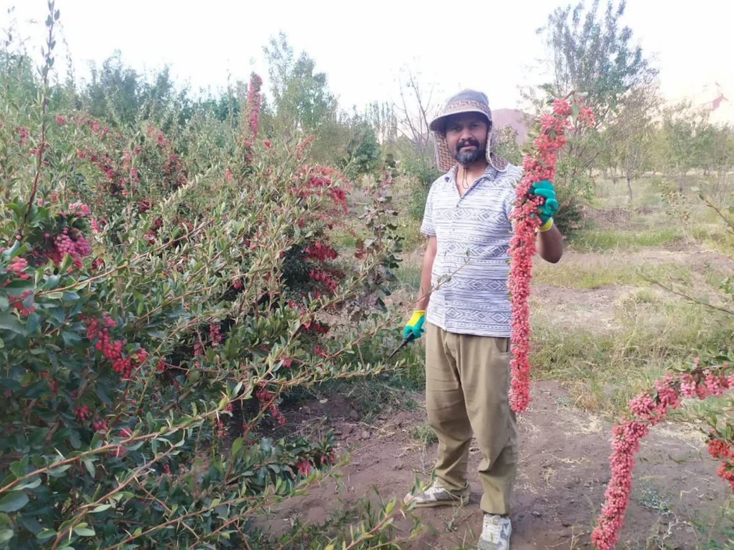 ️آغاز برداشت زرشک در کوهسرخ