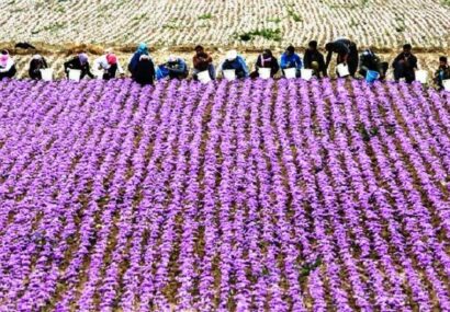 آغاز تور‌های گردشگری زعفران به مقصد تربت‌حیدریه