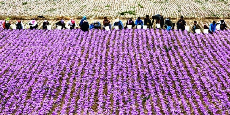 آغاز تور‌های گردشگری زعفران به مقصد تربت‌حیدریه