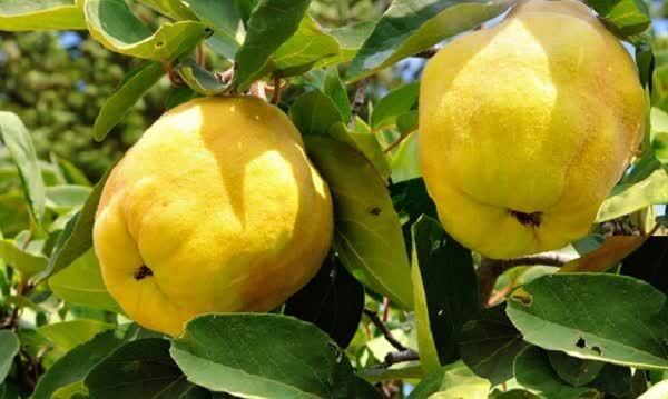 ️آغاز برداشت میوه «به» در کوهسرخ